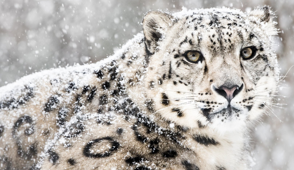 snow leopard (1).png